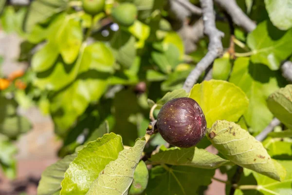 Ağaçtaki yemyeşil yapraklarla çevrili olgun incir meyveleri, doğanın zengin renklerini ve dokusunu parlak, güneşli bir ortamda renklendiriyor.
