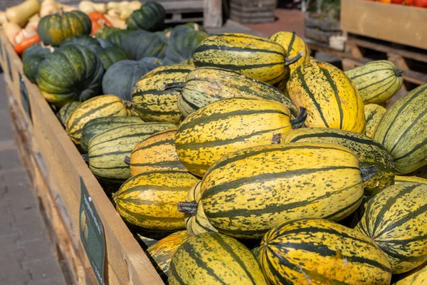 Çiftçi pazarında çeşitli taze kabak çeşitleri, canlı renkler ve dokular vurgulanıyor, müşterileri mevsimsel ürünleri keşfetmeye davet ediliyor.