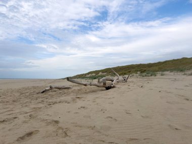 Driftwood rests on a sandy beach with soft waves lapping nearby, surrounded by grassy dunes and a cloudy sky, evoking tranquility and peace