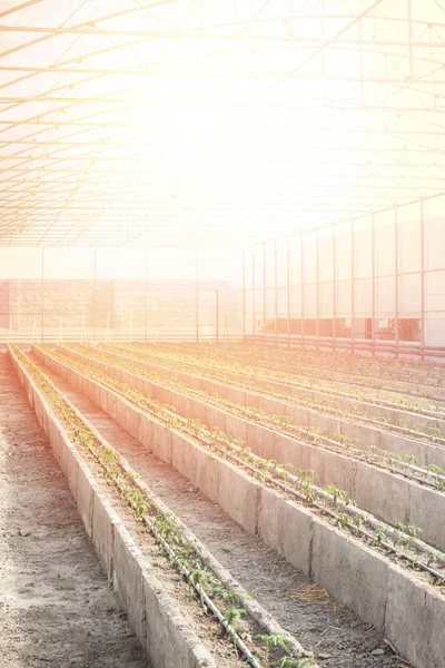 Reihen Junger Tomatenpflanzen Einem Gewächshaus Landwirtschaftskonzept Kommerzielle Produktion Von Treibhaustomaten — Stockfoto