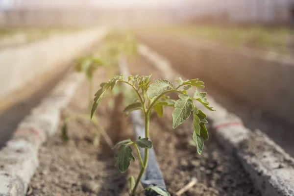 Reihen Junger Tomatenpflanzen Einem Gewächshaus Landwirtschaftskonzept Kommerzielle Produktion Von Treibhaustomaten — Stockfoto