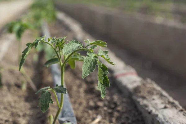 Filas Plantas Jóvenes Tomate Invernadero Concepto Agrícola Producción Comercial Tomate — Foto de Stock