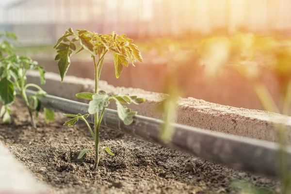 Rader Unga Tomatplantor Ett Växthus Jordbruk Konceptet Kommersiella Växthus Tomatproduktion — Gratis stockfoto