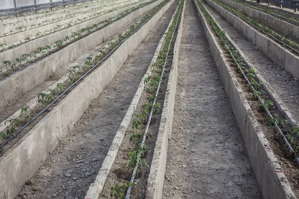 Reihen Junger Tomatenpflanzen Einem Gewächshaus Landwirtschaftskonzept Kommerzielle Produktion Von Treibhaustomaten — kostenloses Stockfoto