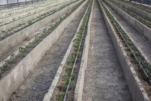 Rows of young tomato plants in a greenhouse. Agriculture concept. Commercial Greenhouse Tomato Production