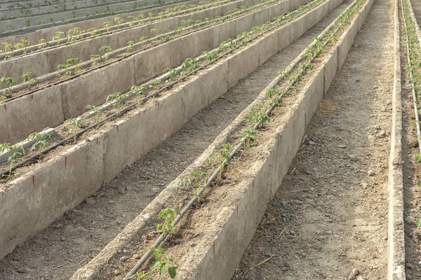 Reihen Junger Tomatenpflanzen Einem Gewächshaus Landwirtschaftskonzept Kommerzielle Produktion Von Treibhaustomaten — Stockfoto