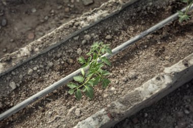 Satır bir sera genç domates bitki. Tarım kavramı. Ticari sera domates üretimi