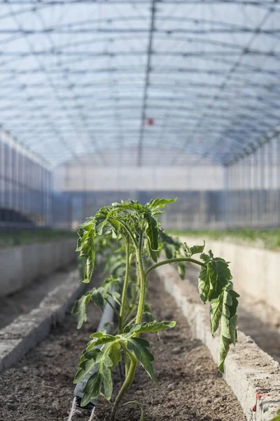 Rows of young tomato plants in a greenhouse. Agriculture concept. Commercial Greenhouse Tomato Production