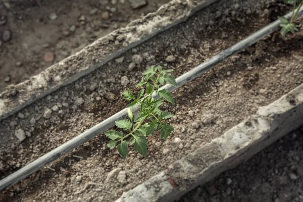 Reihen Junger Tomatenpflanzen Einem Gewächshaus Landwirtschaftskonzept Kommerzielle Produktion Von Treibhaustomaten — Stockfoto