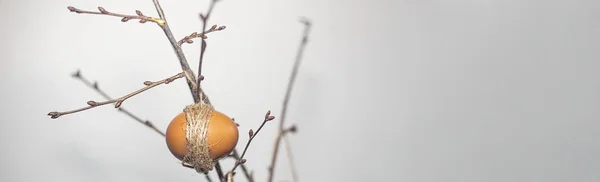 Έννοια Του Πάσχα Χρόνος Άνοιξη Αυγά Που Κρέμεται Από Κλαδιά — Φωτογραφία Αρχείου
