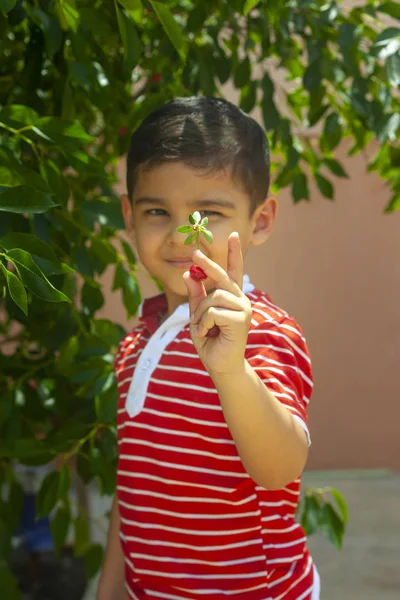 Un niño recogiendo cereza del árbol del jardín. Niño de 6 años de edad de Oriente Medio recoge fruta cruda de cereza. Familia divirtiéndose en la cosecha . — Foto de Stock