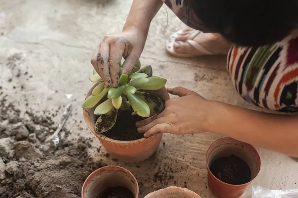 Weibchen pflanzen Hauspflanzen. junge Frau aus dem Nahen Osten beim Pflanzen einer Blume im Topf. Gartenarbeit. Hausfrau pflanzt Pflanze in neuen Topf — Stockfoto