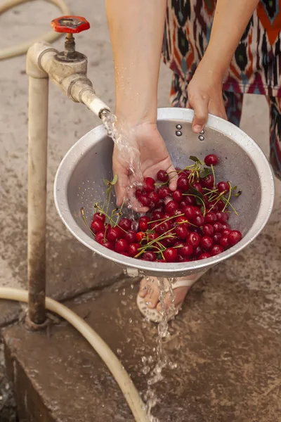 Kvinnlig tvätt skål med färska körsbär med vatten — Stockfoto