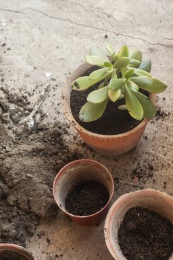 Kadın Ekim ev bitkileri. Genç Orta Doğu kadın tencerede çiçek Ekim. Kız bahçıvanlık. Yeni bir pot içine ev eşi nakli bitki