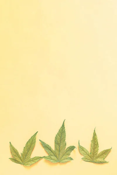 大麻植物、雑草の葉 — ストック写真
