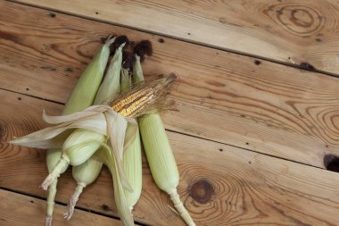 Ahşap arka planda taze ham Mısır koçanı. Deri ile çiğ Mısır