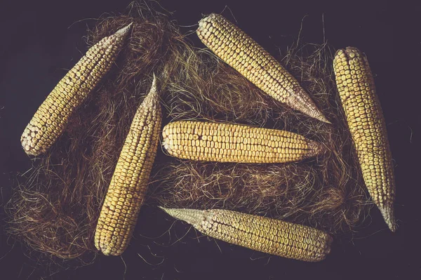 Sweet corns on black — Stok Foto