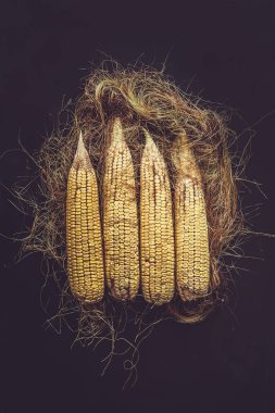 Siyah tatlı mısır