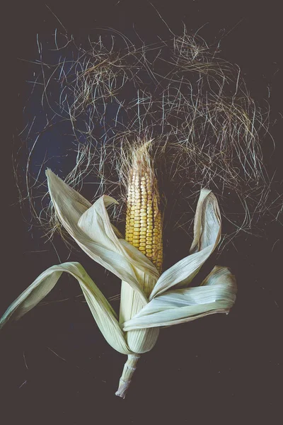 Single Corn on the Cob on Black — Stok Foto