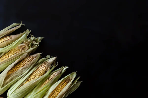 Maïs sur l'épi sur noir — Photo