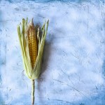 Single Corn on the Cob on bright background