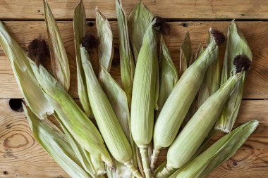 Ahşap arka planda taze ham Mısır koçanı. Deri ile çiğ Mısır