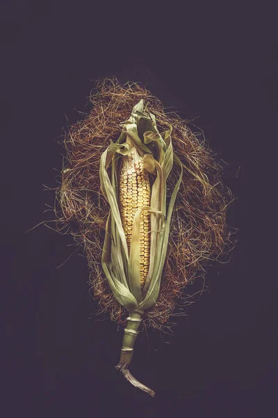 Single Corn on the Cob on Black — Stok Foto