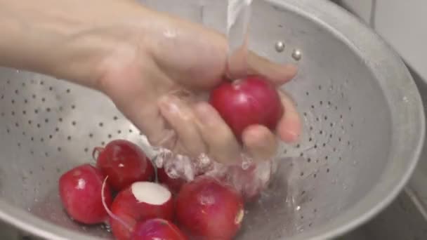 Жінка миє щойно підібрану органічну редьку в друкарні — стокове відео