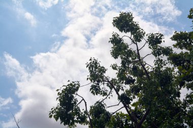Beyaz bulutlu, parlak mavi gökyüzüne bakan yapraklı bir ağacın detaylı görüntüsü doğanın, büyümenin ve çevrenin temalarını çağrıştırıyor..