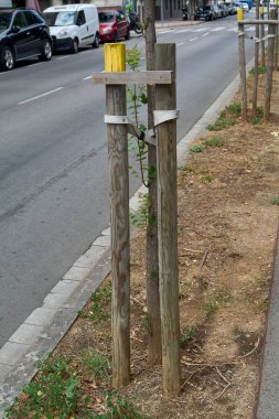 Viladecanlar. Barselona - 18 Eylül 2025: Ahşap direkler tarafından desteklenen yeni dikilmiş bir ağaç, İspanyol caddesinde kentsel gelişimin ve çevresel bakımın bir sembolüdür..