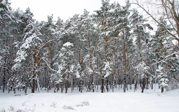 Хвойные Леса Зимнем Снегу — стоковое фото