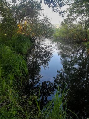 Yaz sabahının erken saatlerinde nehir kıyısında çimenler, ağaçlar ve örümcek ağlarıyla güzel bir manzara.