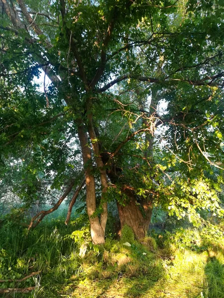 Beau Paysage Petit Matin Été Sur Rive Rivière Avec Herbe — Photo