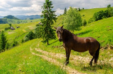 Karpat dağlarında bir yaz günü çayırdaki kahverengi at.