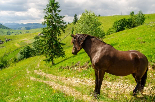 Cheval Brun Sur Une Prairie Dans Les Montagnes Des Carpates — Photo