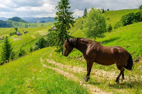 Karpat dağlarında bir yaz günü çayırdaki kahverengi at.