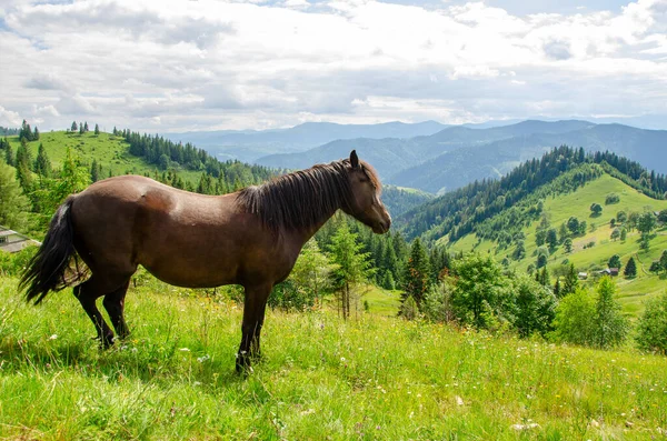 Karpat dağlarında bir yaz günü çayırdaki kahverengi at.