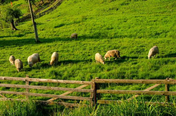 Pecora Pascolare Prato Verde Erba Villaggio Carpatico Mattino Estate — Foto Stock