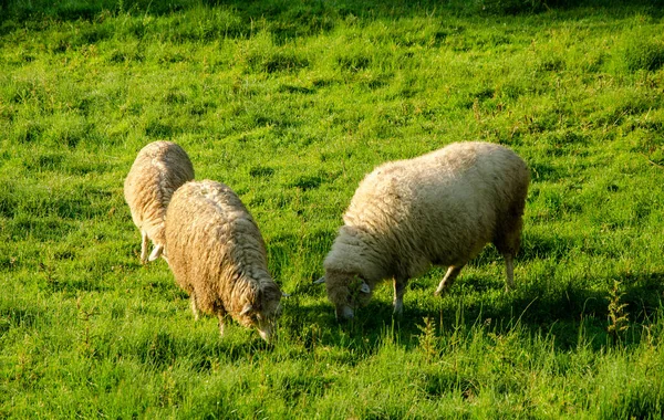 Sheep Graze Green Lawn Grass Carpathian Village Summer Morning — Stock Photo, Image