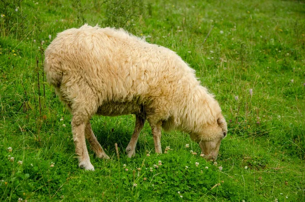 Овцы Пасутся Зеленой Газонной Траве Карпатской Деревне Летом Утром — стоковое фото