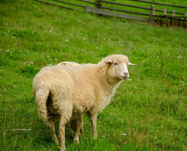 Овцы Пасутся Зеленой Газонной Траве Карпатской Деревне Летом Утром — стоковое фото