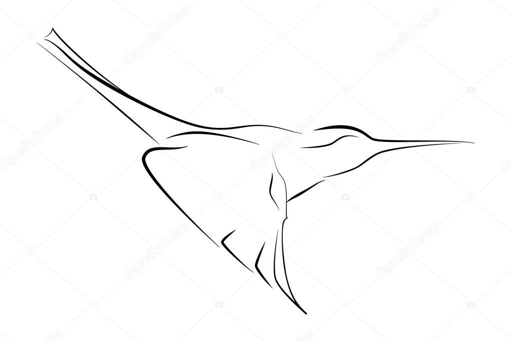 The black line humming bird on white background. Vector graphic colibri.