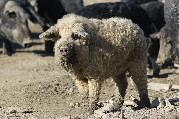 Mangalica Maďarské Plemeno Domácích Prasat Farmě — Stock fotografie