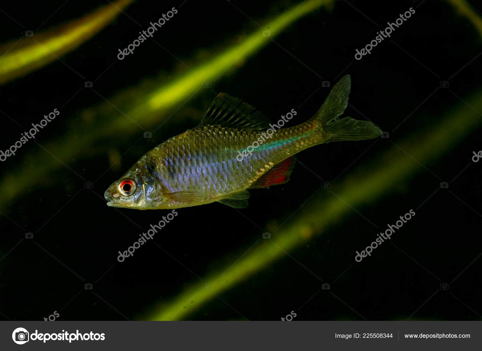 Amur Bitterling Rhodeus Sericeus Poissons Eau Douce Sur Fond