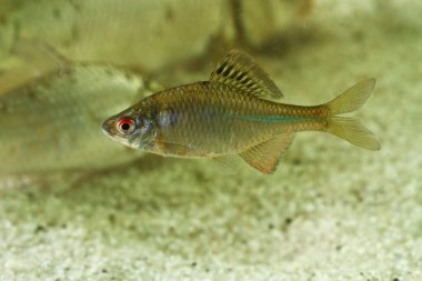  Amur balık, Rhodeus sericeus, tatlı su balık