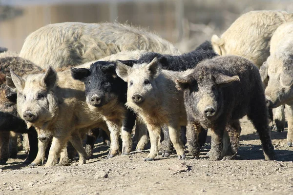 Stádo Mangalica Maďarské Plemeno Domácích Prasat — Stock fotografie