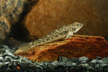 Yuvarlak kaya balığı, Neogobius melanostomus taze su balık
