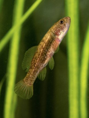  Avrupa mudminnow, Umbra krameri, tatlı su balık