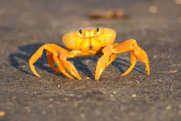 Żółty Migrowanie Krab Gecarcinus Kuba Ruricola Drodze — Zdjęcie stockowe