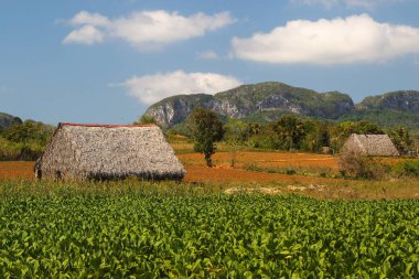 İki tütün kulübeler Vinales Valley, Küba
